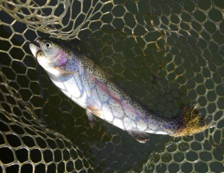 大安トラウトレイク 釣果